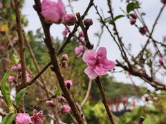 -广州莲花山旅游区