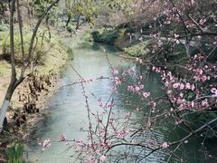 -青枫公园