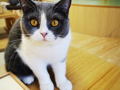 -猫和宫(六道口店)