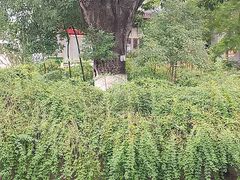 -龙潭水乡