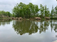 -桤木河湿地公园