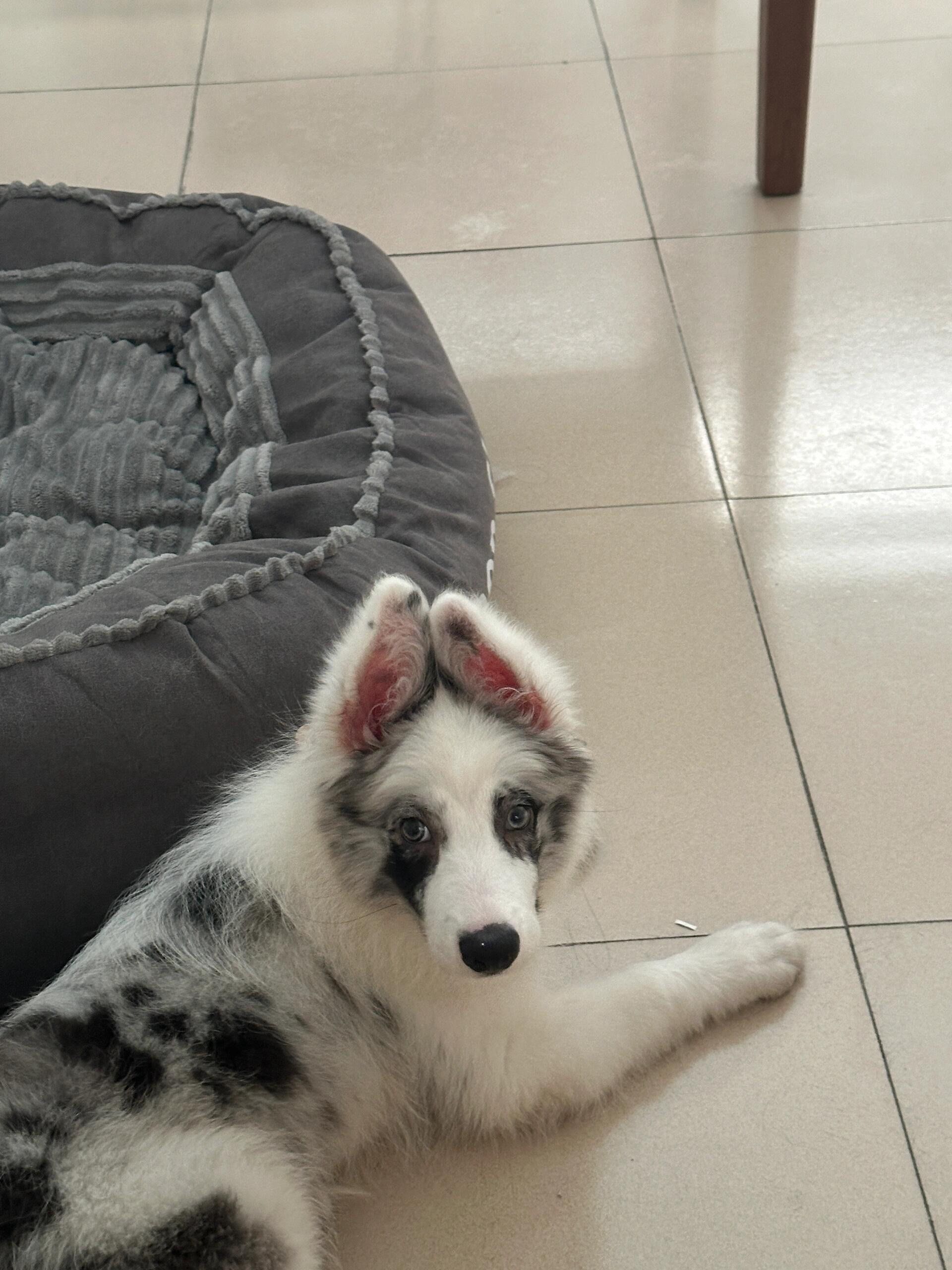 兔子耳的小边牧