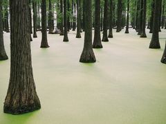 -渌洋湖湿地公园