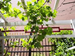 -吉而慧幼儿园-原红黄蓝幼儿园(世华水岸园)