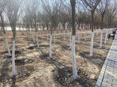 -西青郊野公园