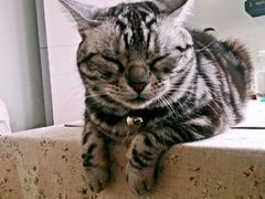 android_upload_pic-海边的猫和咖啡馆