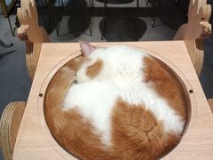 -飞行喵MR PILOT|猫舍·猫咖(静安大融城店)