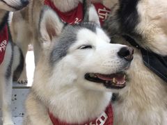 -Husky Go!哈士奇体验馆·宠物咖啡厅狗咖