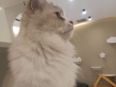 -猫域·湾主题猫咖·宠物吧(南坪城市广场店)
