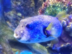 -太平洋海底世界