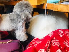 -more than meow吴止猫主题餐厅(承德 中船汇店)