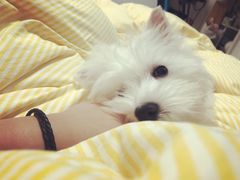 -汪小喵宠物·戴维斯乐芳希施宠馨宝皮毛调理洗护店