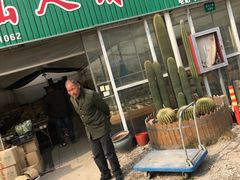 -龙大花卉苗木市场