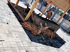 -长白岛森林公园