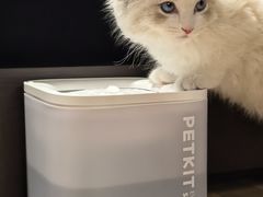 -柚子猫舍·精品猫舍购猫·猫咪认养·购宠·宠物店