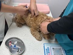-宠颐生宠物医院·异宠猫科内科·诊疗中心宠巢店