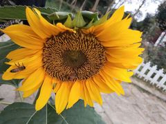 -武汉紫薇都市田园