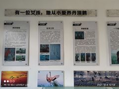 -盐城丹顶鹤湿地生态旅游区