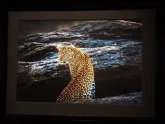 -罗红摄影艺术馆