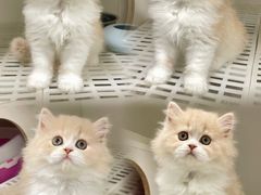 -lincat·猫舍(广州店)