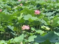 -湖畔居茶楼(湖滨店)