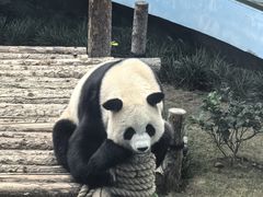 -大连森林动物园