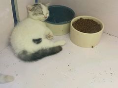 -喵的天空名猫咖啡馆·撸猫·猫舍·用品