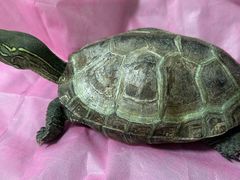-北京观赏动物医院·24小时大型综合·猫专科·异宠专科