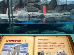 -海合安武汉极地海洋公园
