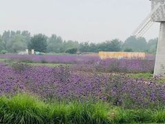 -北京东方普罗旺斯薰衣草庄园