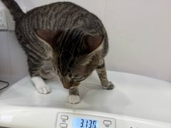 -博特宠物医院24h犬猫全科.骨科·异宠