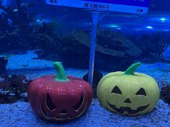 -上海海昌海洋公园