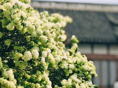 -常熟方塔园