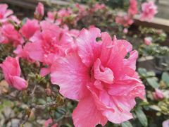 -上海滨江森林公园