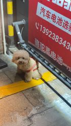 -卡门舞蹈