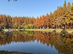 -黄海国家森林公园