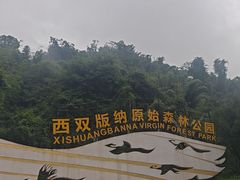 -西双版纳原始森林公园