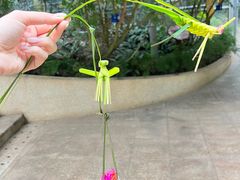 -南山植物园