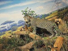 -陕西自然博物馆