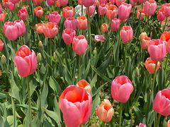 -洛阳郁金香牡丹园