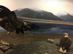 -美国自然历史博物馆