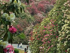 -贵州百里杜鹃风景名胜区