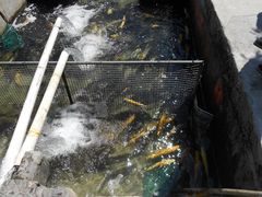 虹鳟鱼生-北京水岸山吧度假村(雁栖镇店)