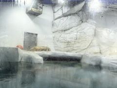 -海合安成都极地海洋公园