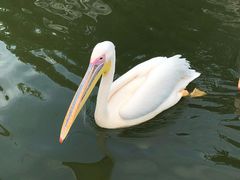 -合肥野生动物园
