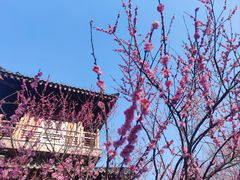 -习家池