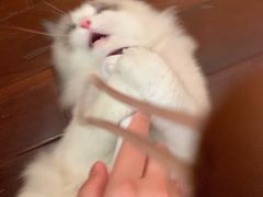 -袖虎·猫馆(体育西路店)