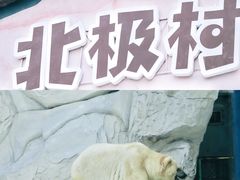 -海合安成都极地海洋公园