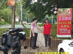 -从化深英荔枝黄皮龙眼采摘园