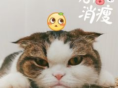 -凯特喵百思猫专科医院